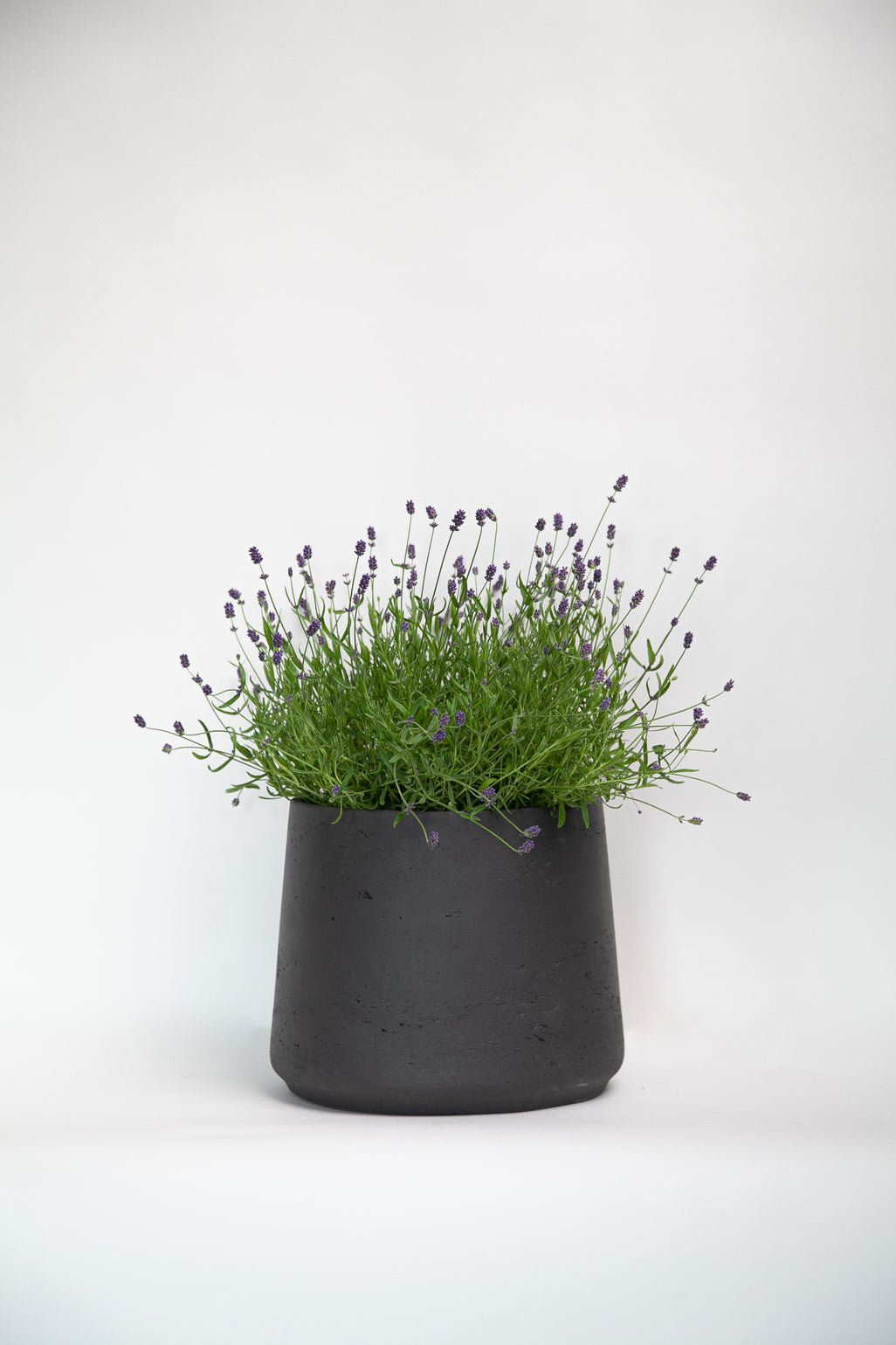 products/Pattandplant_d42e9c7a-2d00-414d-8f94-5d4ff993eb2c.jpg